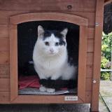 Picture of cat found at Villepreux