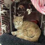 Picture of cat found at Jussy