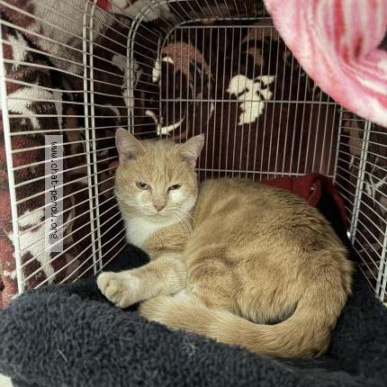 Photo 1/1 Found cat Found in Jussy