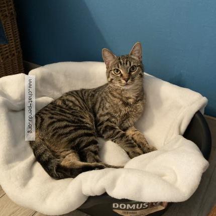 Photo 1/1 Apollo Chat lost in Herblay