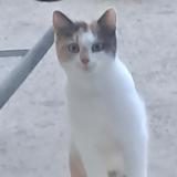 Picture of cat found at Saint Hilaire De Loulay
