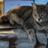 Picture of cat lost at Maisons Alfort