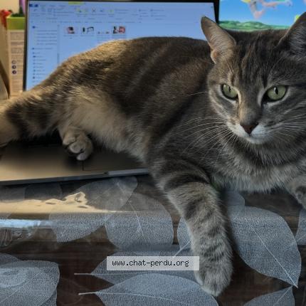 Photo 1/1 Tia Chat lost in Maisons alfort