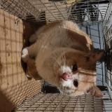 Picture of cat found at Tressan