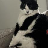 Picture of cat lost at Toulouse