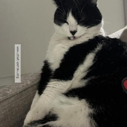 Photo 1/1 Meiko Chat lost in Toulouse