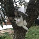 Picture of cat lost at Vendargues