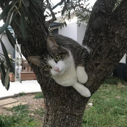 Photo 1/2 Cat reunited Lost in Vendargues