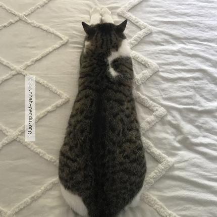 Photo 2/2 Cat reunited Lost in Vendargues