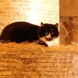 Picture of cat found at Billezois