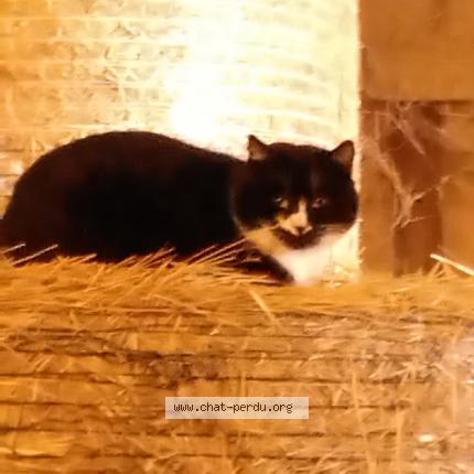 Photo 1/1 Found cat Found in Billezois