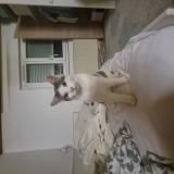 Picture of cat lost at Mulhouse