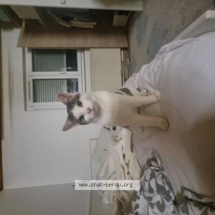 Photo 1/1 Fendi Chat lost in Mulhouse