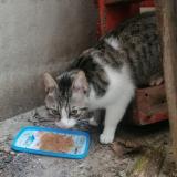 Picture of cat found at Nancy