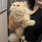 Picture of cat found at Bogota