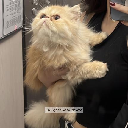 Photo 1/1 Found cat Found in Bogota