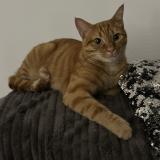 Picture of cat lost at Tomblaine