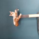 Picture of cat lost at Oyonnax