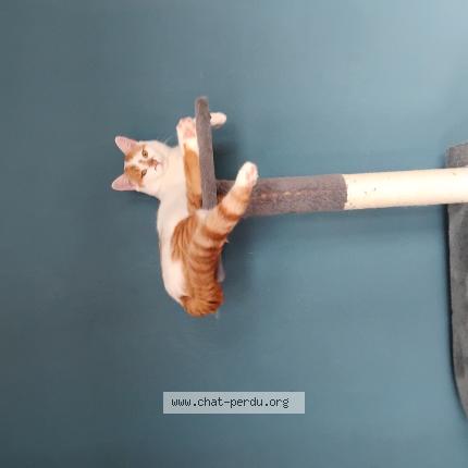 Photo 1/1 Tommy Chat lost in Oyonnax