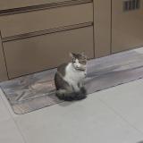 Picture of cat lost at Gangtok