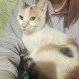 Picture of cat found at Daytona Beach