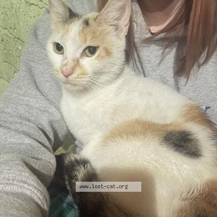 Photo 1/1 Found cat Found in Daytona beach