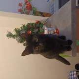 Picture of cat lost at Damazan