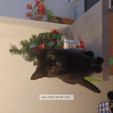 Photo 1/1 Moumounne Chat lost in Damazan