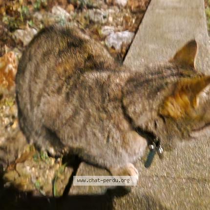 Photo 1/1 Cat reunited Found in Perpignan