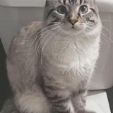 Picture of cat lost at North Las Vegas