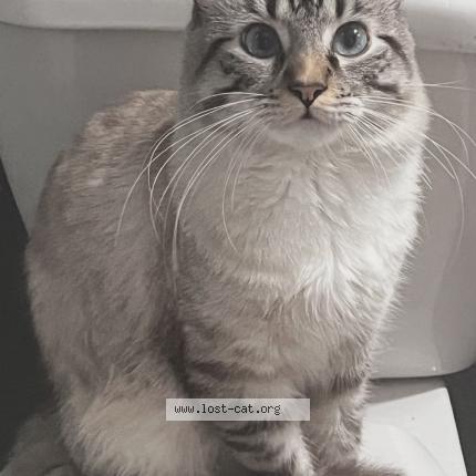 Photo 1/1 Kiyoshi Chat lost in North las vegas