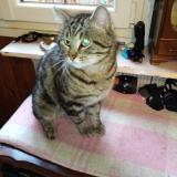 Picture of cat lost at Gurcy Le Chatel