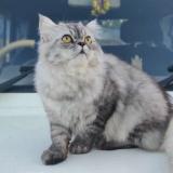 Picture of cat lost at Ponda