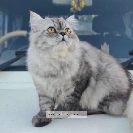 Photo 1/1 Coco Chat lost in Ponda