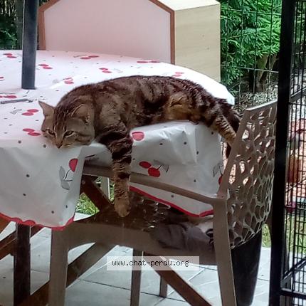 Photo 1/1 GRISOU Chat lost in Reignac