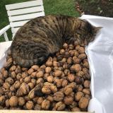 Picture of cat lost at Abbeville