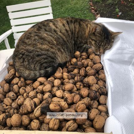 Photo 1/1 Clochette Chat lost in Abbeville