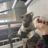 Picture of cat found at Toulouse