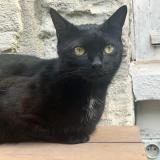 Picture of cat lost at Bievres