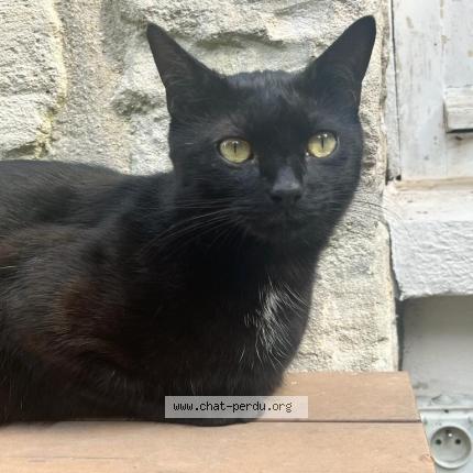 Photo 1/1 Rimbaud Chat lost in Bievres