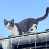 Picture of cat lost at Epagny Metz Tessy