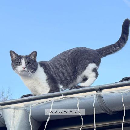 Photo 1/1 WATSON Chat lost in Epagny metz tessy