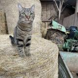 Picture of cat lost at Boulazac Isle Manoire