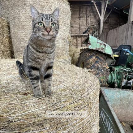 Photo 1/1 N&eacute;pal Chat lost in Boulazac isle manoire