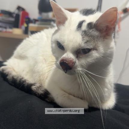 Photo 1/1 Minouchet Chat lost in Anzin