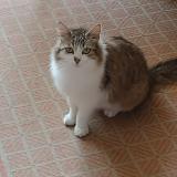 Picture of cat lost at Parigne