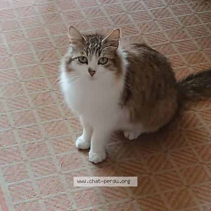 Photo 1/1 Ma&acirc;t Chat lost in Parigne