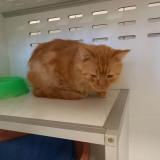 Picture of cat found at Montauban