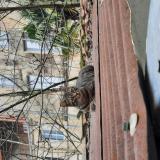 Picture of cat lost at Niort