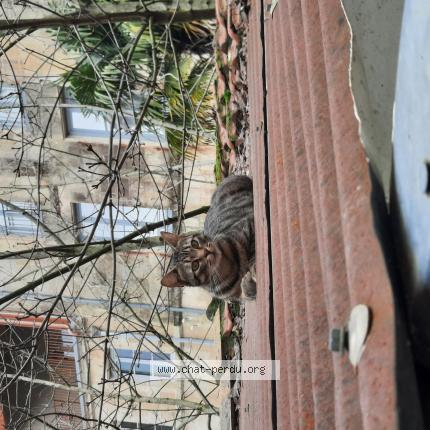 Photo 1/1 Charlie Chat lost in Niort